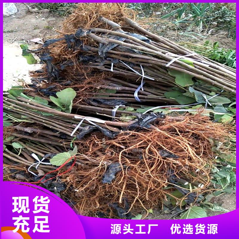 无花果【梨树苗】品质服务