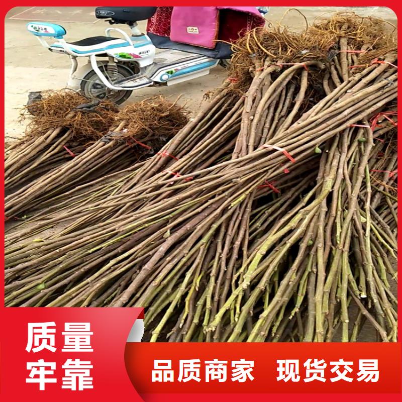无花果花椒苗严选用料