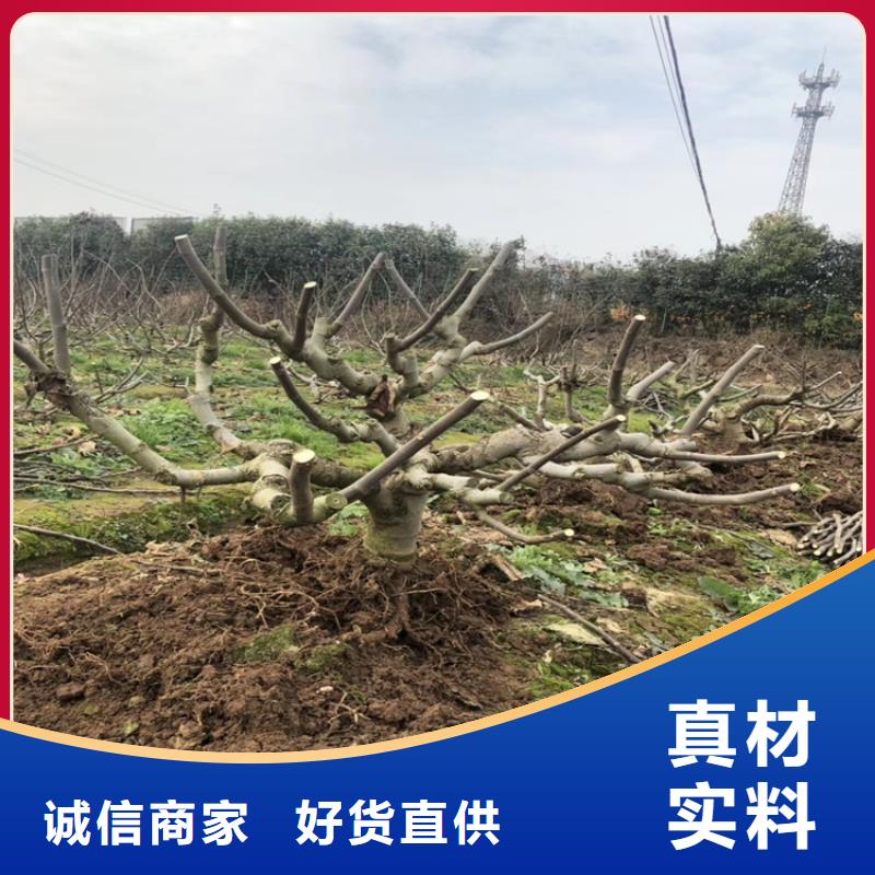 无花果,樱桃苗现货快速采购