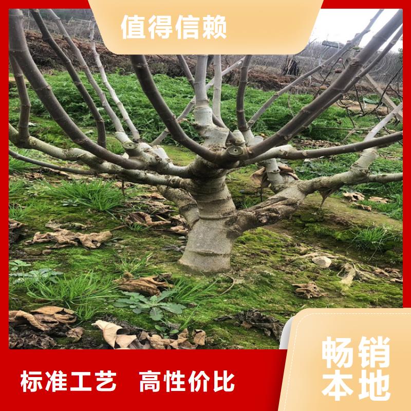 【无花果杏树苗库存量大】