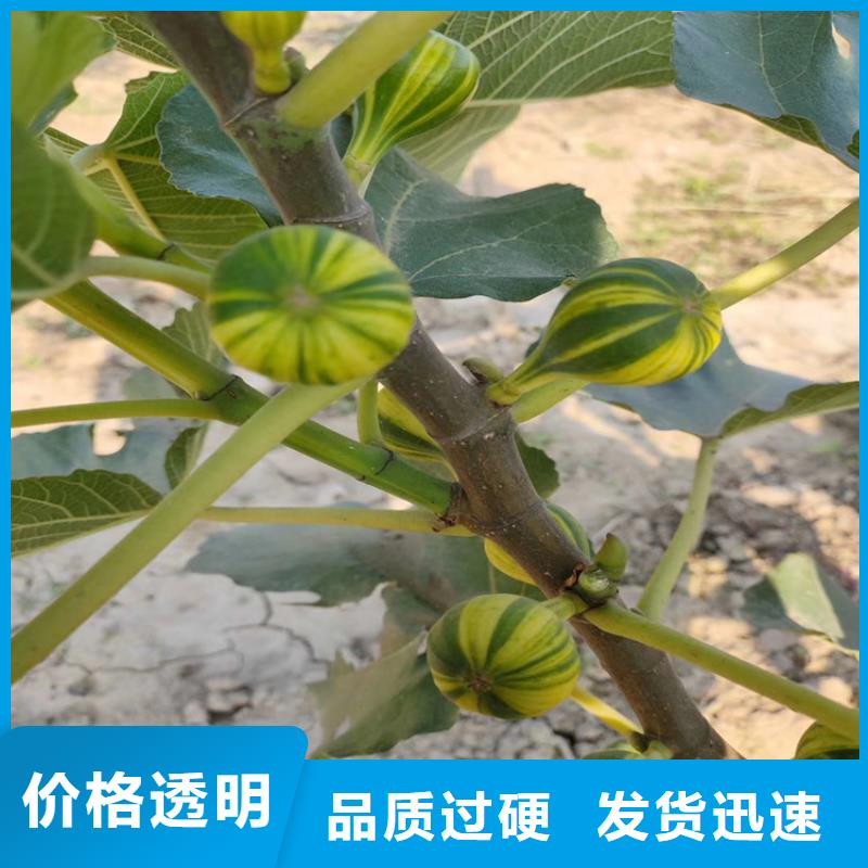 【无花果苹果苗可放心采购】