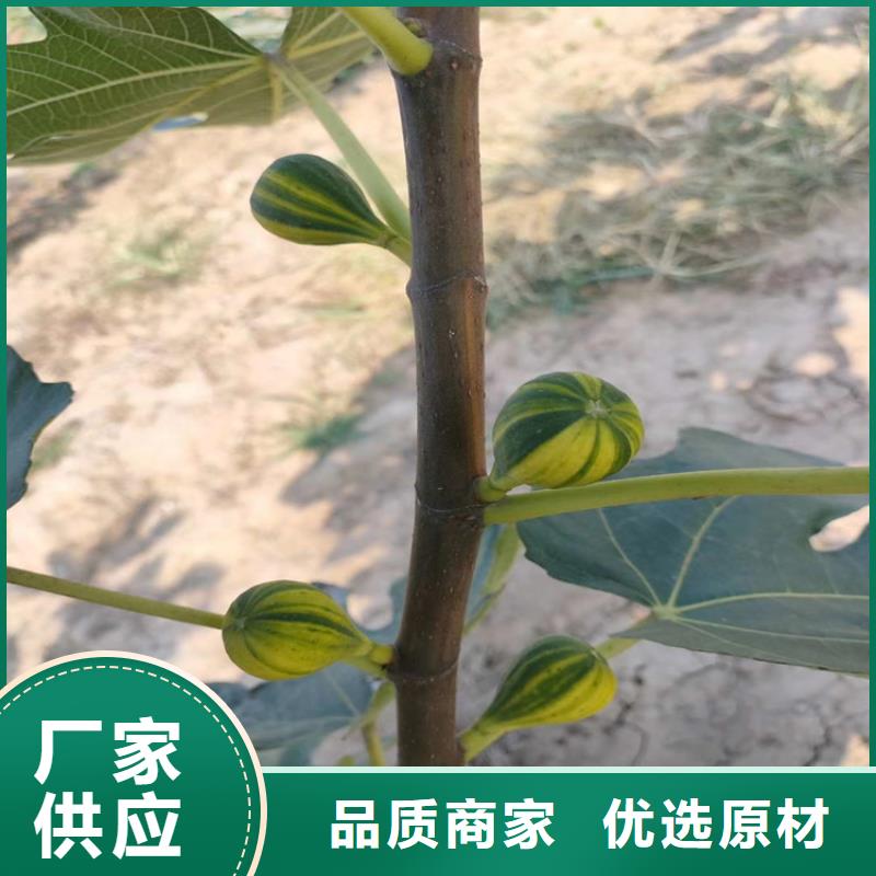 无花果玛瑙红石榴苗库存量大