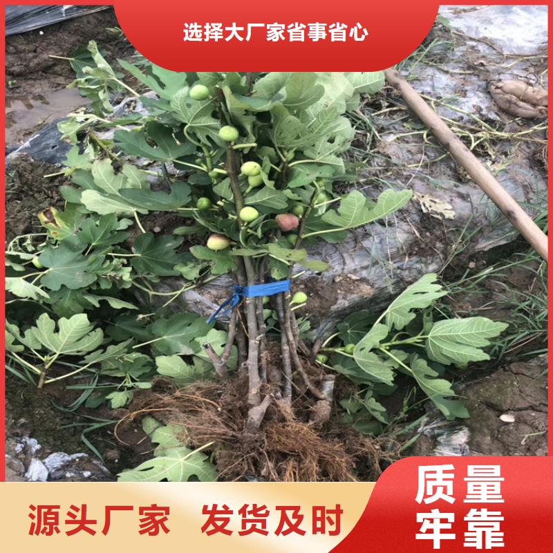【无花果杏树苗库存量大】