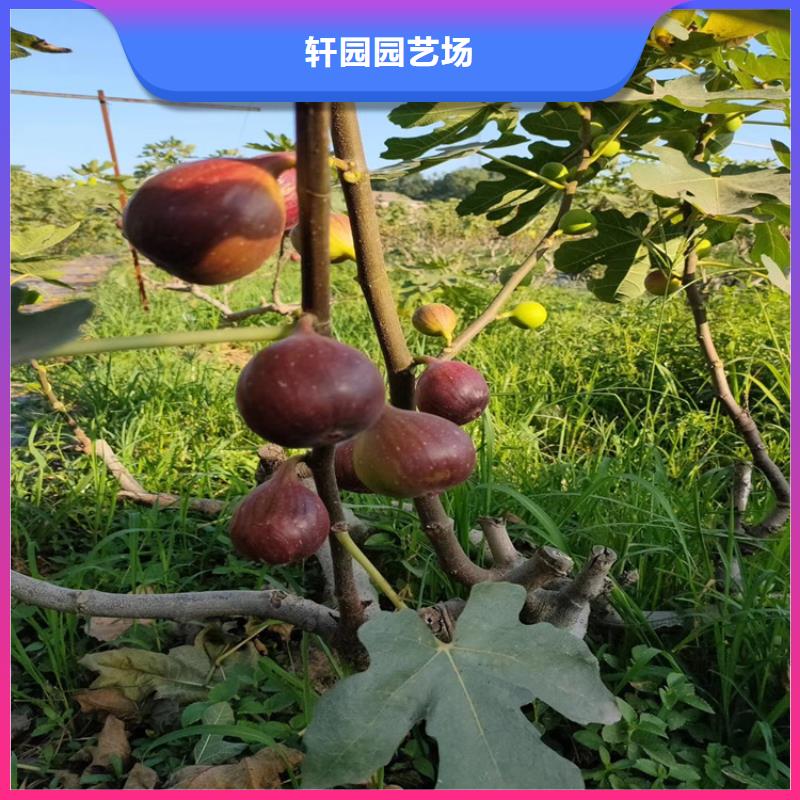 无花果-猕猴桃苗多年行业经验