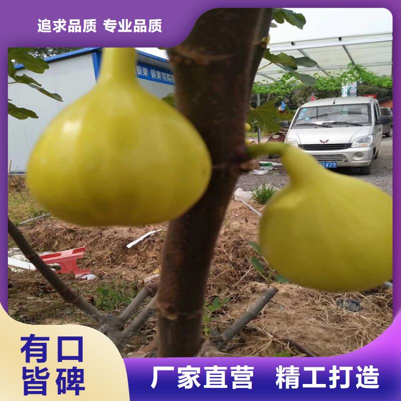 【无花果梨树苗保质保量】