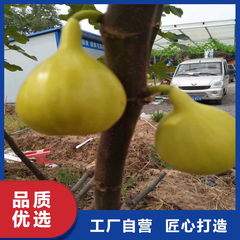 无花果樱桃苗当地厂家值得信赖