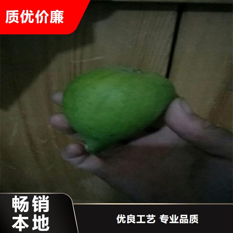 无花果,无花果苗免费回电