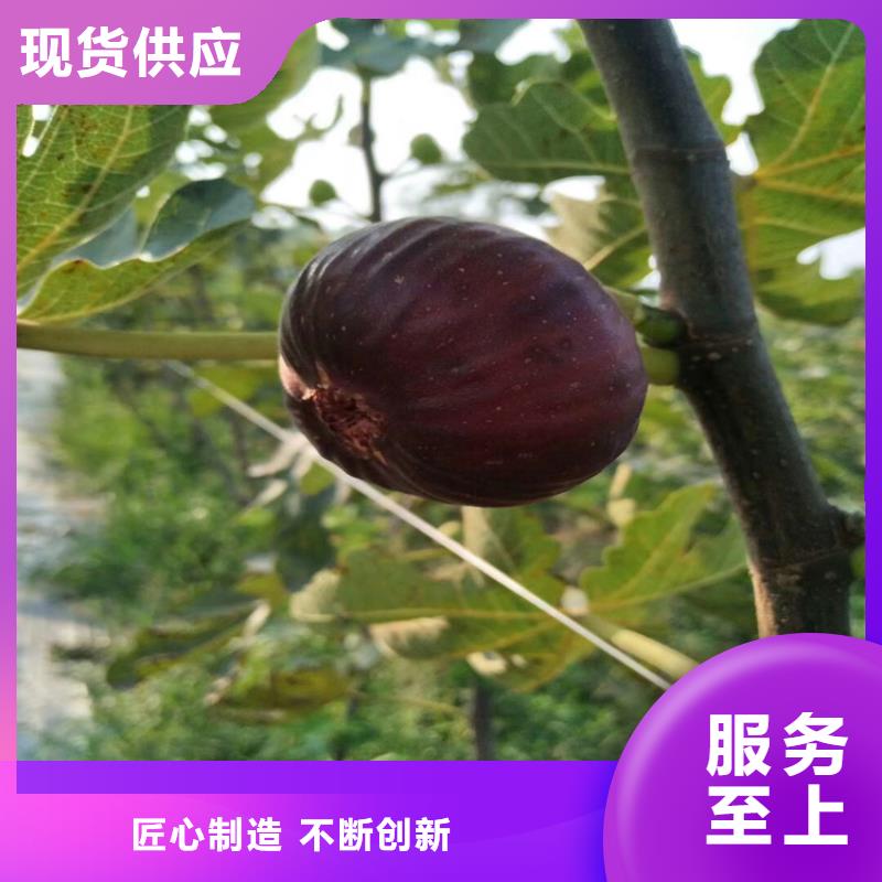 无花果樱桃苗好品质选我们
