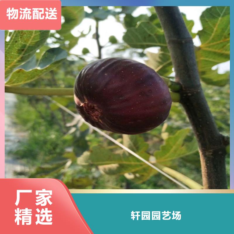 无花果【梨树苗】品质服务