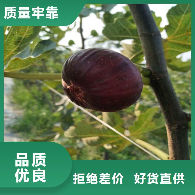 【无花果】_樱桃苗厂家质量过硬