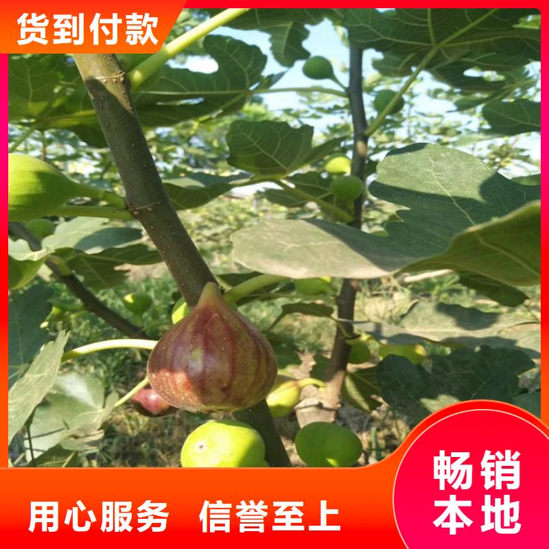 【无花果苹果苗实地大厂】