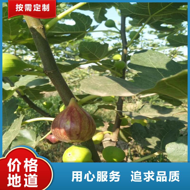 无花果樱桃苗价格有优势