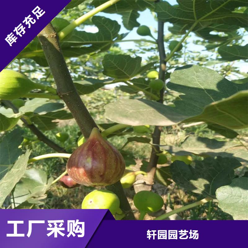 【无花果苹果苗可放心采购】