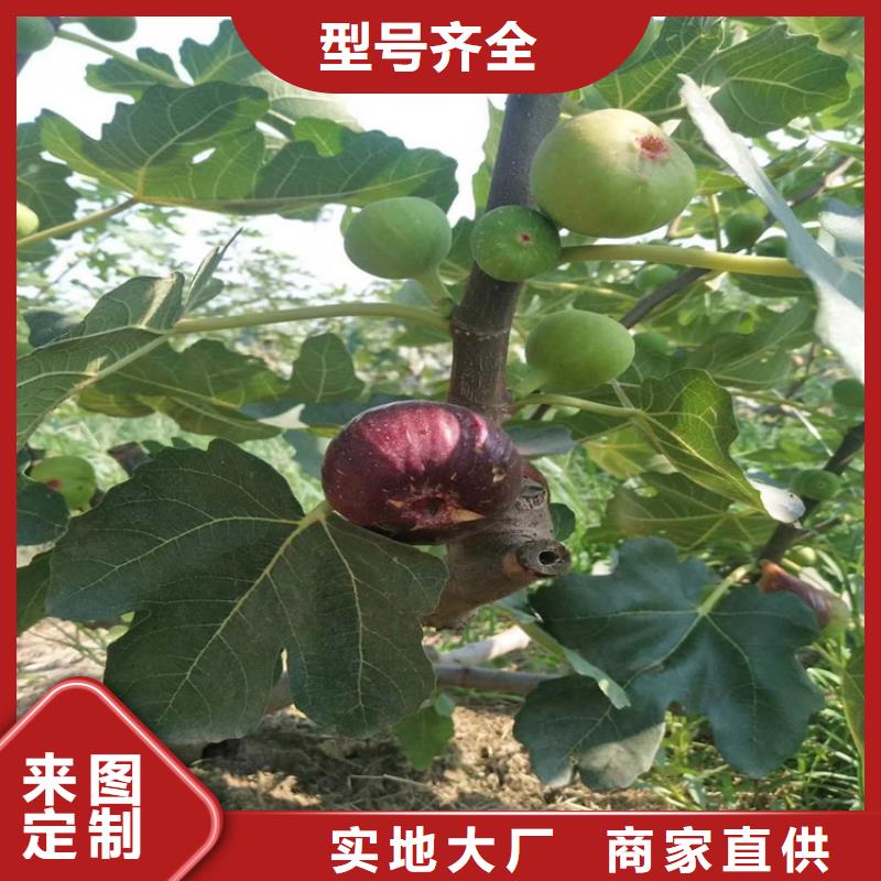 无花果樱桃苗48小时发货