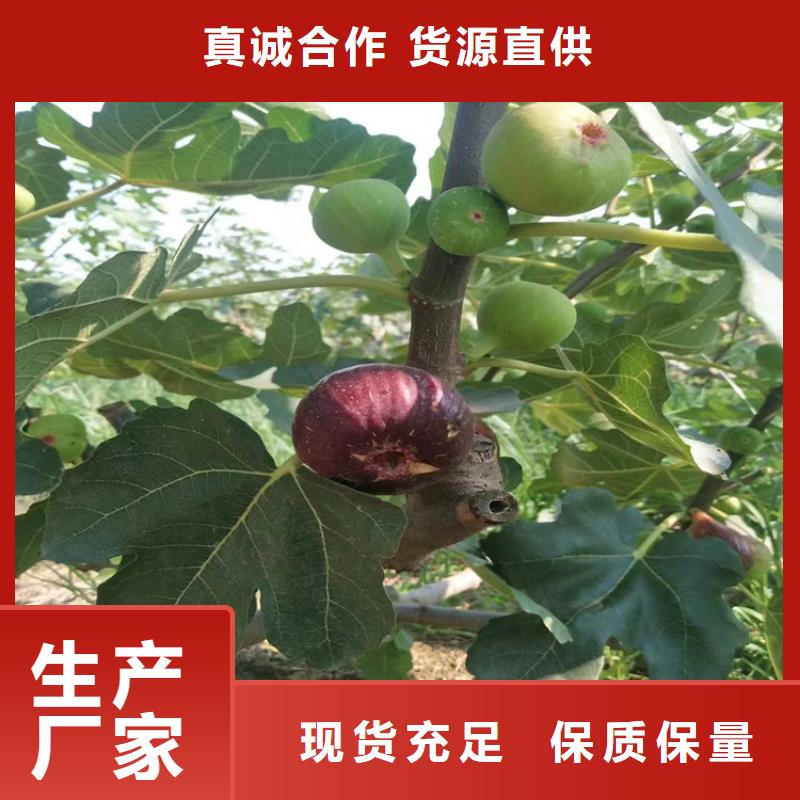 无花果_桃树苗生产型