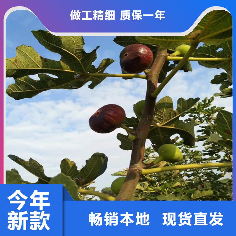 【无花果梨树苗保质保量】