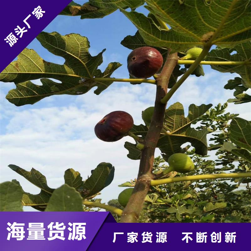 【无花果杏树苗库存量大】