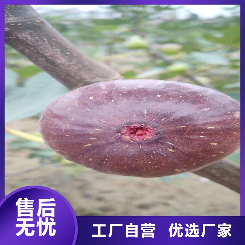 【无花果石榴树来图定制】