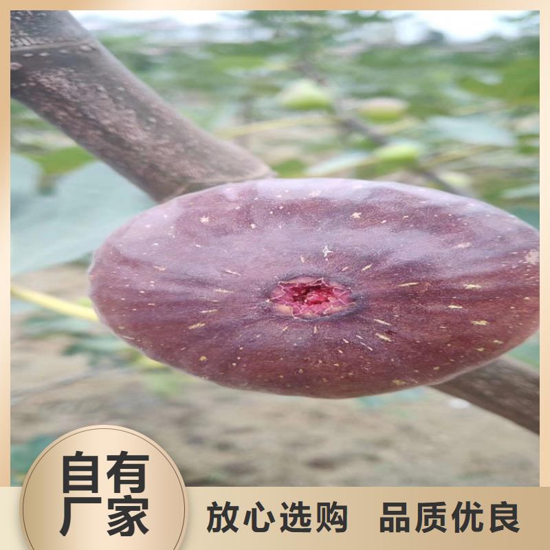 无花果樱桃苗好品质选我们