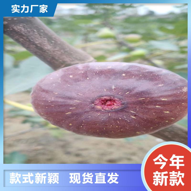 【无花果苹果苗可放心采购】