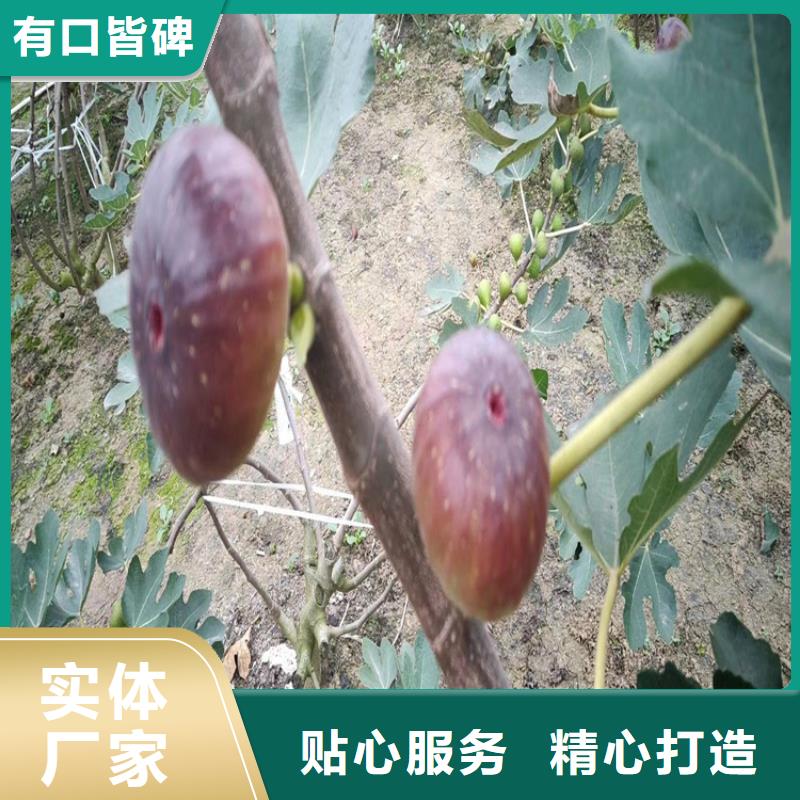 无花果,无花果苗免费回电