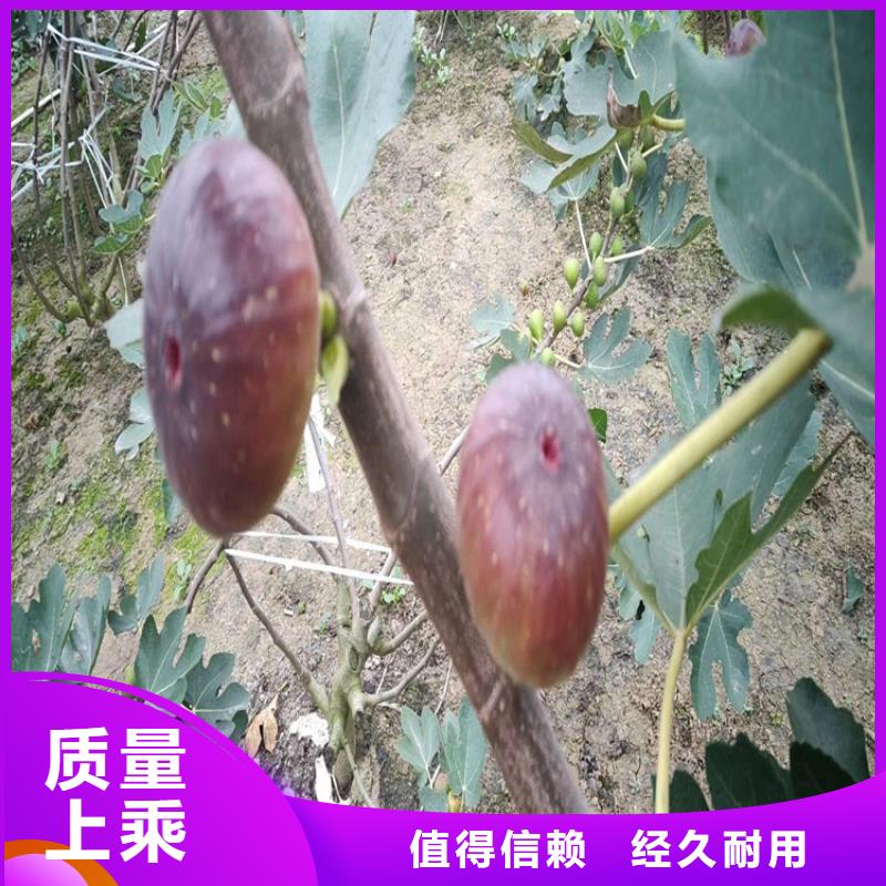 【无花果】_樱桃苗厂家质量过硬