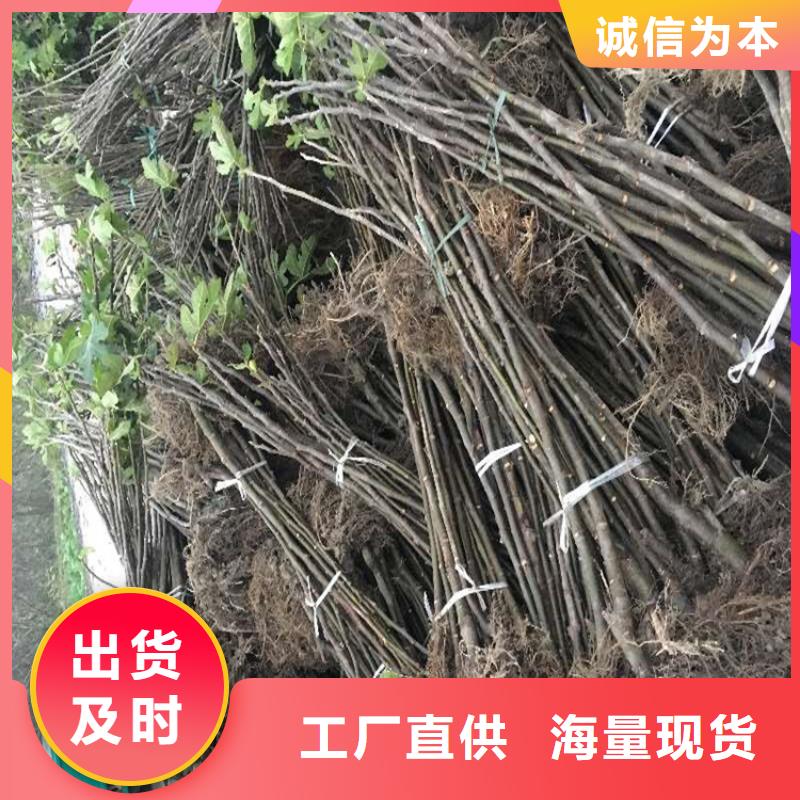 【无花果-樱桃苗使用寿命长久】