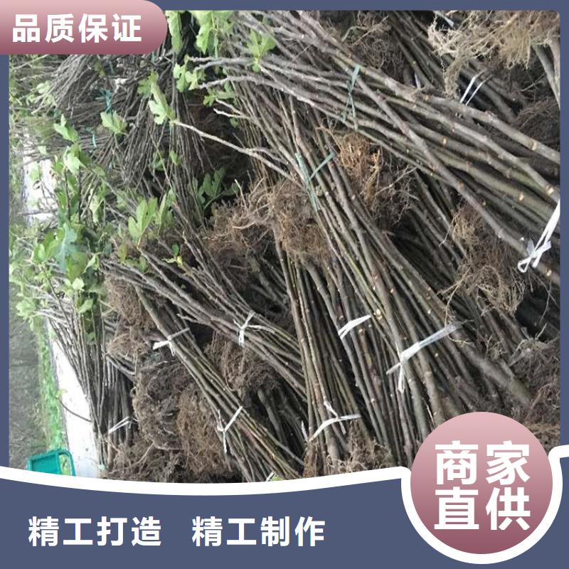 【无花果】蓝莓苗做工精细