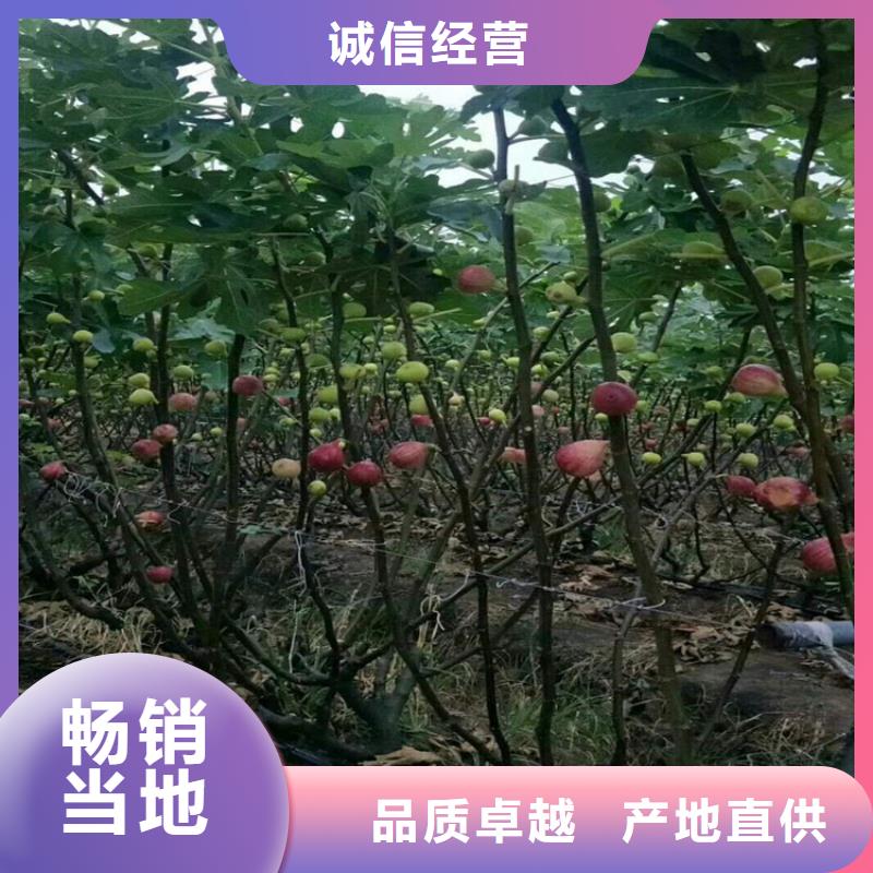 无花果3公分软籽石榴苗现货销售