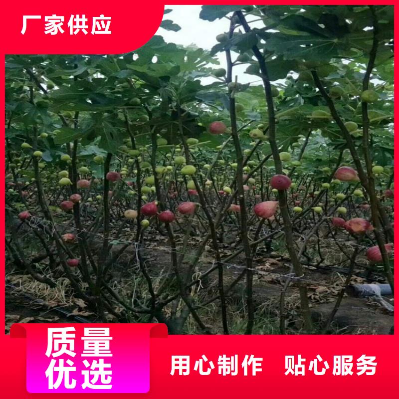 无花果_桃树苗生产型