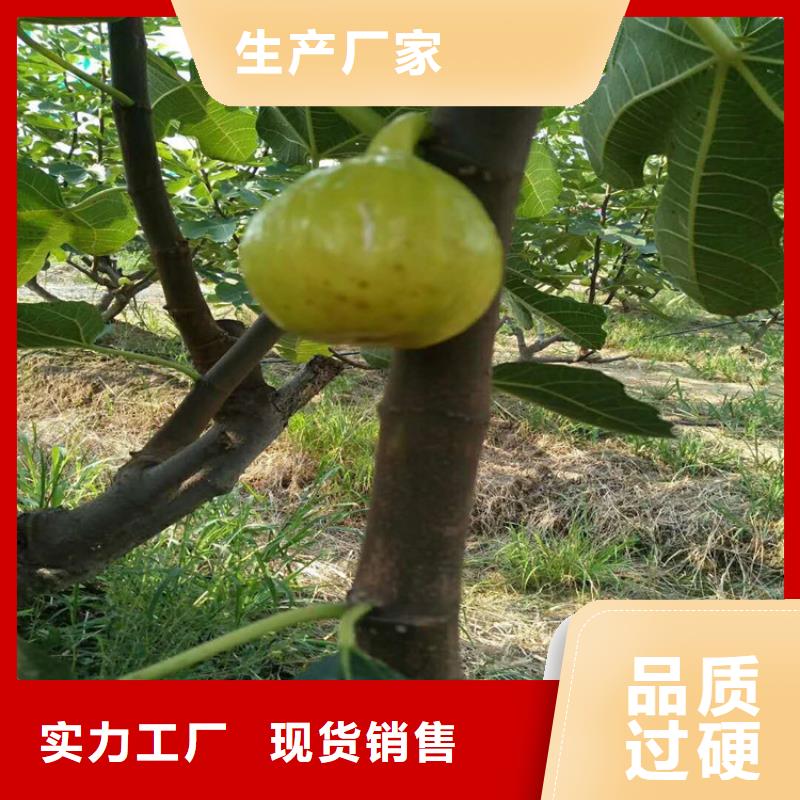无花果_樱桃苗用好材做好产品
