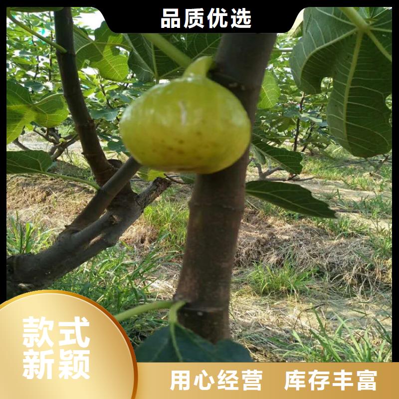 无花果樱桃苗专注细节专注品质