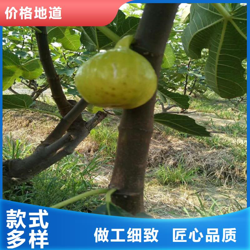无花果苹果苗专业按需定制