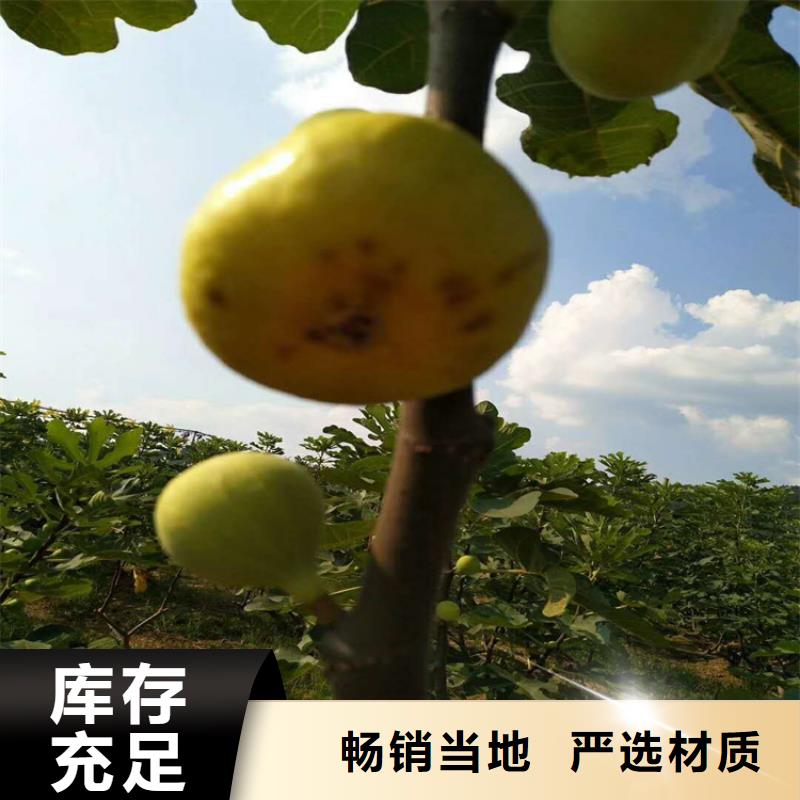 无花果苹果苗专业按需定制
