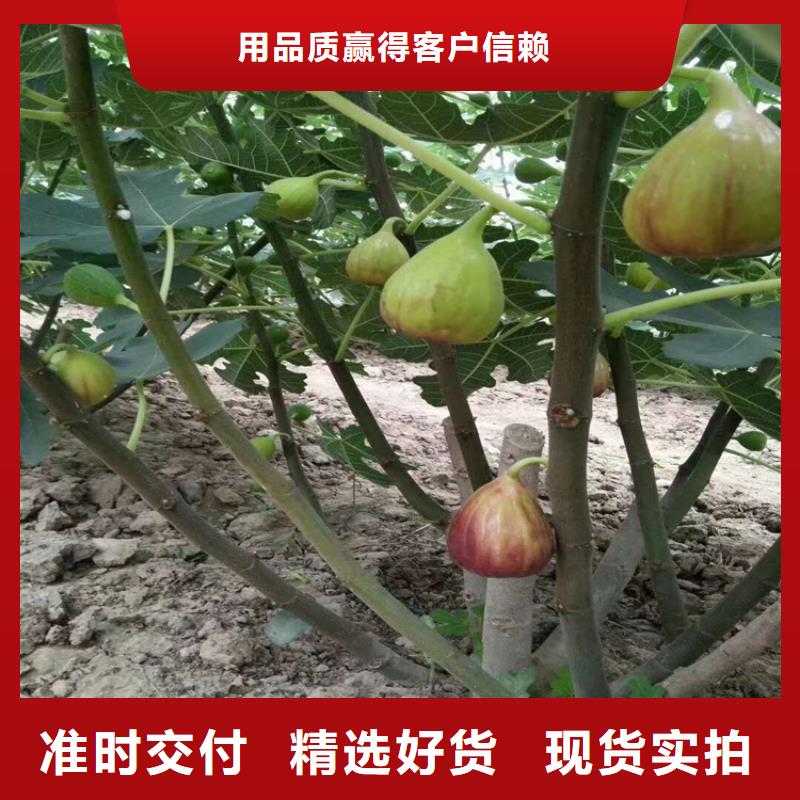 无花果樱桃苗真诚合作