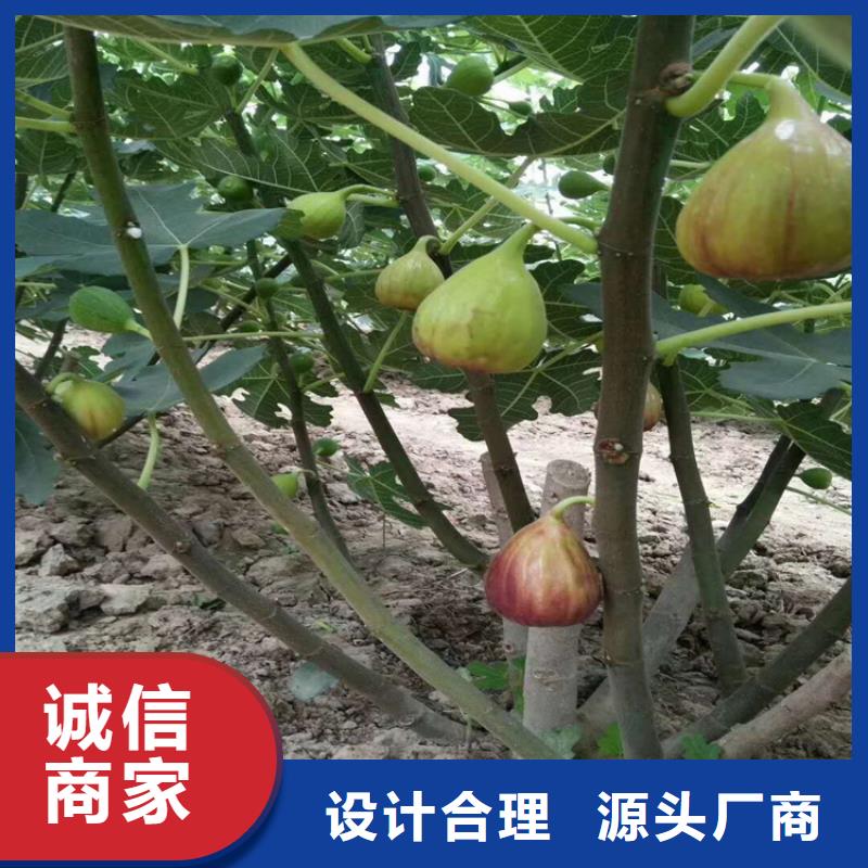 无花果苹果苗高品质诚信厂家