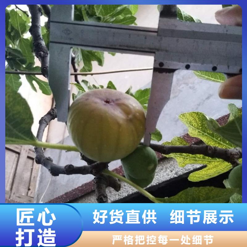 无花果,樱桃苗诚信经营