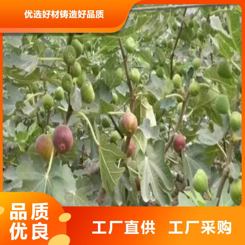无花果桃树苗准时交付