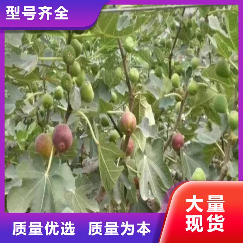 无花果【无花果苗】精品优选