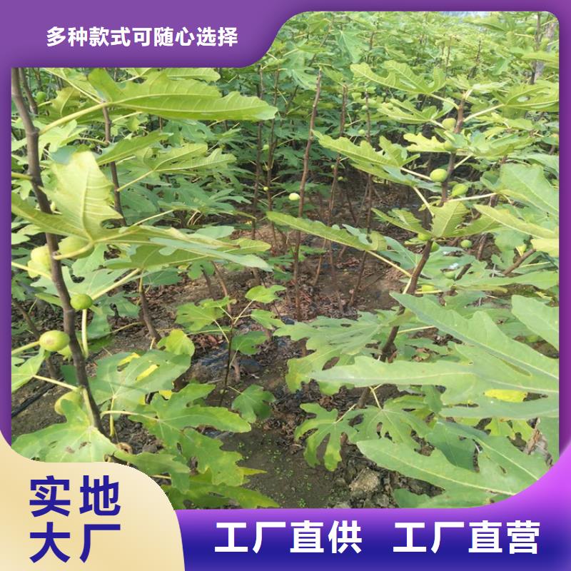 无花果花椒苗严选用料
