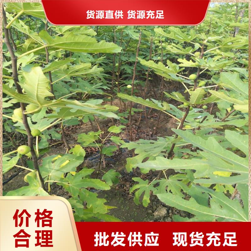 无花果【梨树苗】品质服务