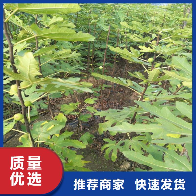【无花果苹果苗可放心采购】