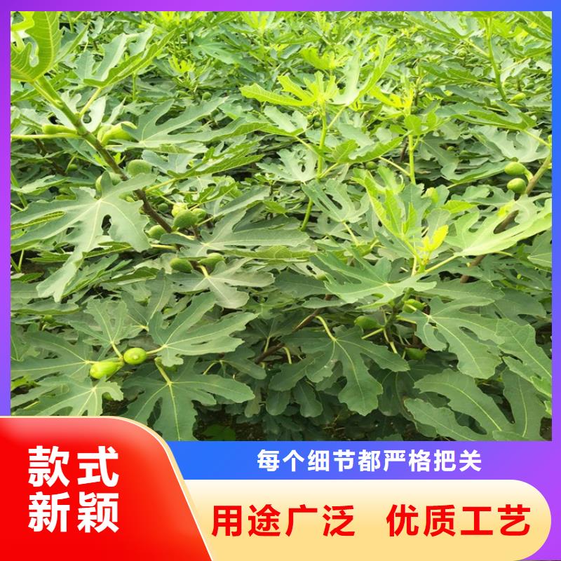 【无花果苹果苗可放心采购】