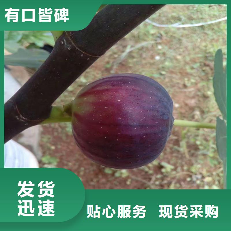 无花果玛瑙红石榴苗库存量大