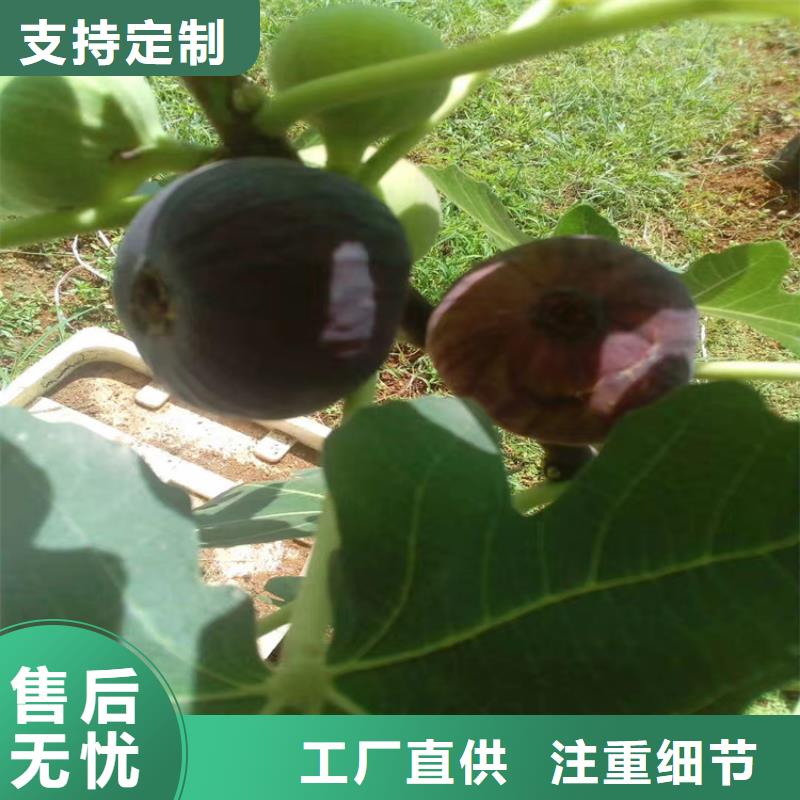 无花果桃树苗对质量负责