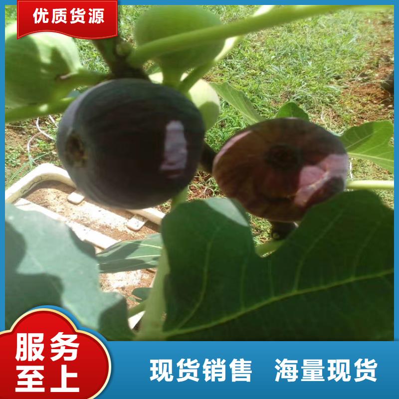 无花果樱桃苗价格有优势