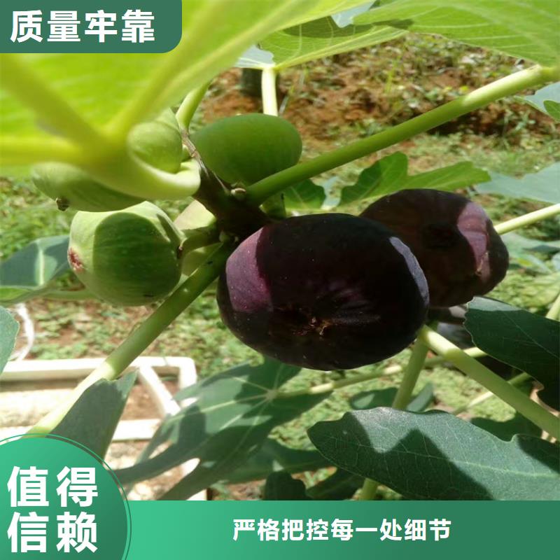 无花果樱桃苗好品质选我们