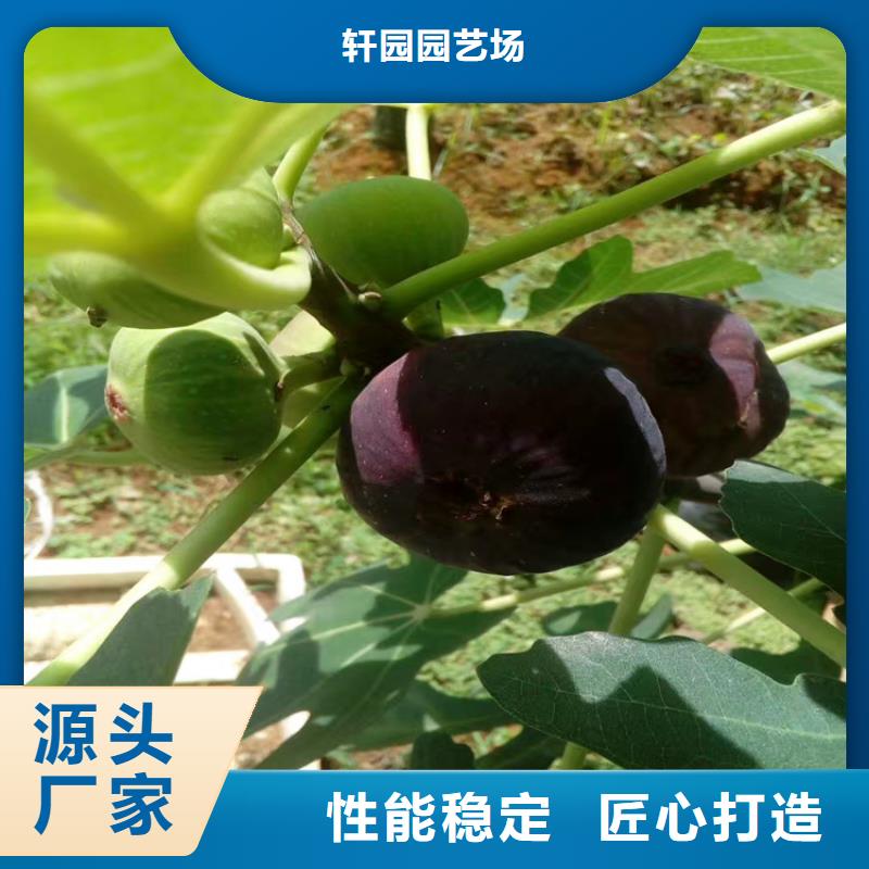 无花果_樱桃苗售后无忧
