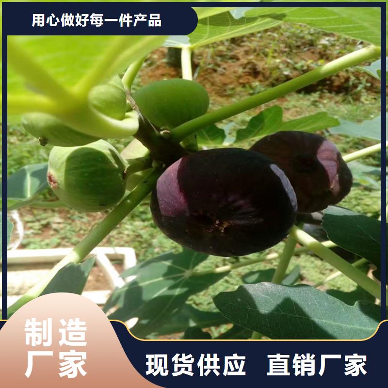 无花果樱桃苗价格有优势