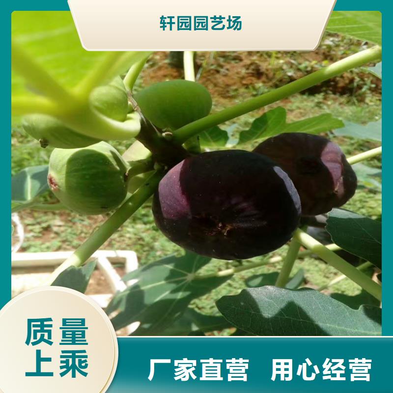 无花果樱桃苗价格有优势